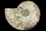 Agatized Ammonite Fossil (Half) - Madagascar #116799-1
